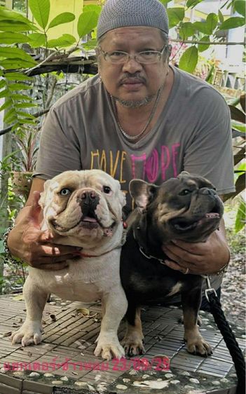 สุนัขเฟร้นบลูด๊อกเพศเมีย รูปที่ 16