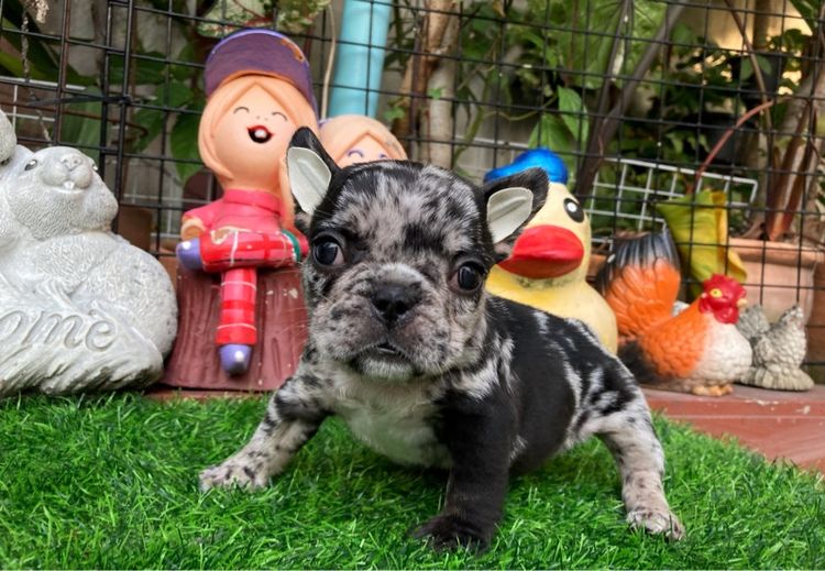 สุนัขเฟร้นบลูด๊อกเพศเมีย รูปที่ 2