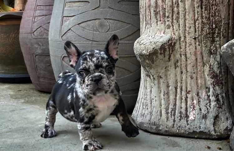 สุนัขเฟร้นบลูด๊อกเพศเมีย รูปที่ 9