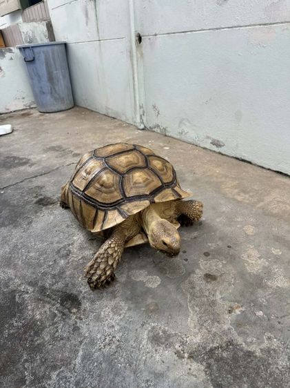 เตาซูคาต้า เพศผู้ 19นิ้ว รูปที่ 4