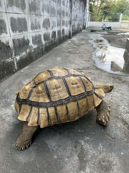 เตาซูคาต้า เพศผู้ 19นิ้ว รูปที่ 2