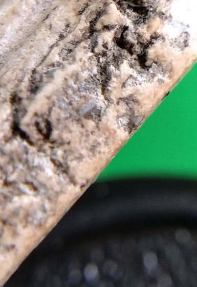 พระสมเด็จวัดระฆัง บางขุนพรหม เกศไชโย หลวงปู่ภู หลวงปู่นาค รูปที่ 17