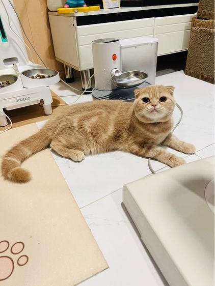 แมวสก็อตติชโฟลด์ ผู้ 6 เดือน เลี้ยงด้วยความรัก สมุดวัคซีน ไมโครชิพ รูปที่ 2