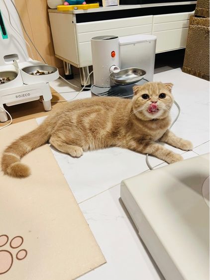 แมวสก็อตติชโฟลด์ ผู้ 6 เดือน เลี้ยงด้วยความรัก สมุดวัคซีน ไมโครชิพ รูปที่ 4