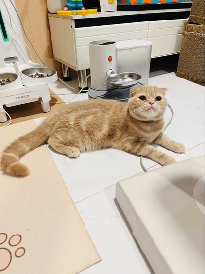 สก็อตติช โฟลด์ (Scottish Fold) แมวสก็อตติชโฟลด์ ผู้ 6 เดือน เลี้ยงด้วยความรัก สมุดวัคซีน ไมโครชิพ
