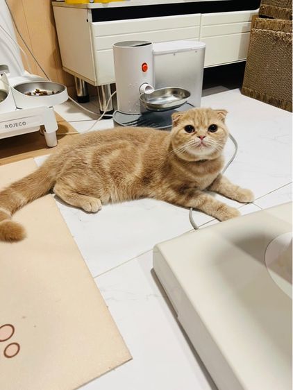 แมวสก็อตติชโฟลด์ ผู้ 6 เดือน เลี้ยงด้วยความรัก สมุดวัคซีน ไมโครชิพ รูปที่ 5