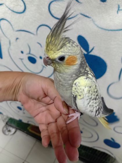 ค๊อกคาเทล