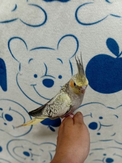 ค๊อกคาเทล รูปที่ 3