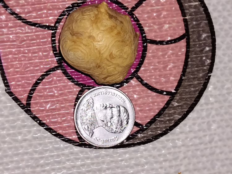 เขี้ยวหมูตัน ขนาดยาว 3 นิ้ว สีเหลืองอมเขียว มีน้ำหนัก แข็ง ผิวเดิม เรียบเนียนมือ สภาพสวย สมบูรณ์ ปลายเขี้ยวบิ่นเฉียงเป็นไปตามธรรมชา