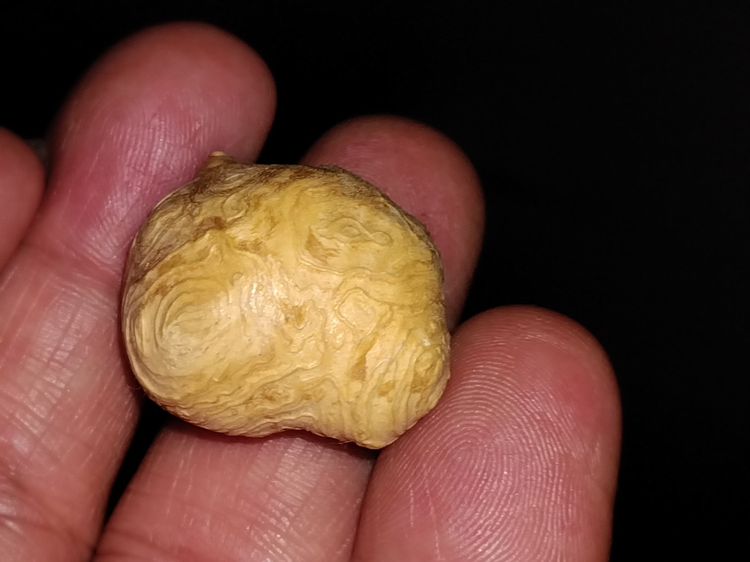 คตไม้ขนุน ขนาดกลมมน แห้ง น้ำหนักเบา แข็ง ผิวเดิม มีลายเป็นธรรมชาติ แท้ แปลก หายากมาก      คตไม้ขนุน เกิดจากต้นขนุนที่มีอายุยืนยาวผิดปกติ และ