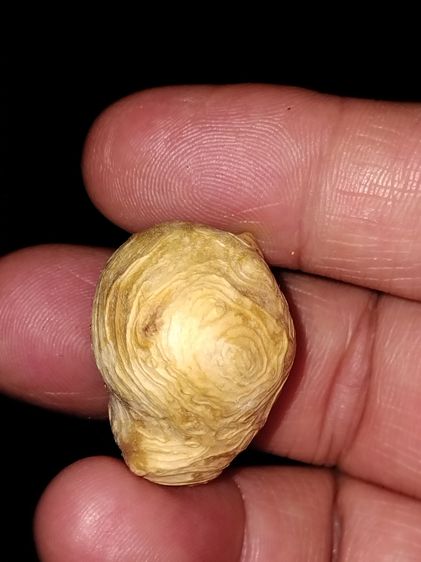 คตไม้ขนุน ขนาดกลมมน แห้ง น้ำหนักเบา แข็ง ผิวเดิม มีลายเป็นธรรมชาติ แท้ แปลก หายากมาก      คตไม้ขนุน เกิดจากต้นขนุนที่มีอายุยืนยาวผิดปกติ และ รูปที่ 5