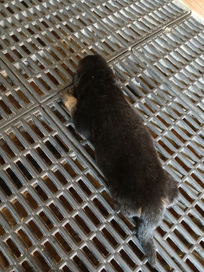 ลูกสุนัข เยอรมันเชพเพิร์ด พันธุ์แท้ ส่งได้ทั่วประเทศ รูปที่ 10