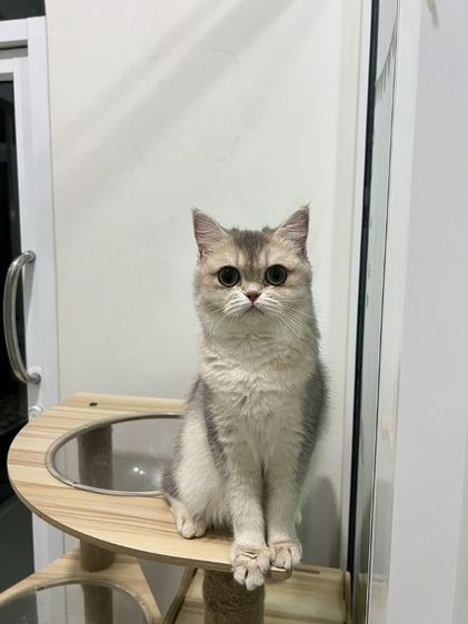 ดญ.บริติช ay รูปที่ 3