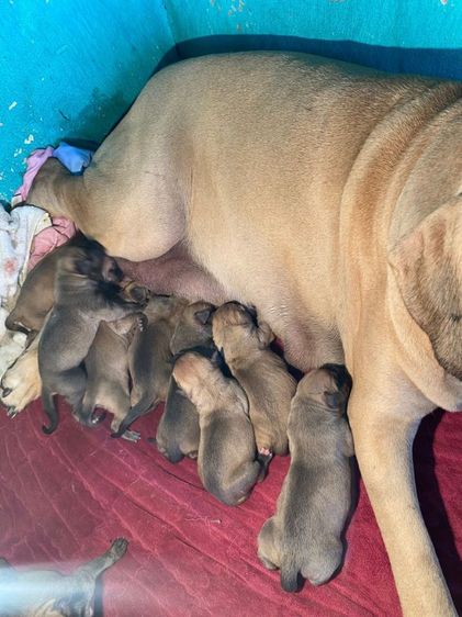 ฟิล่าบราซิลเรียโร่ รูปที่ 3