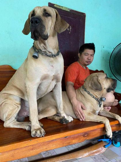 ฟิล่าบราซิลเรียโร่ รูปที่ 8