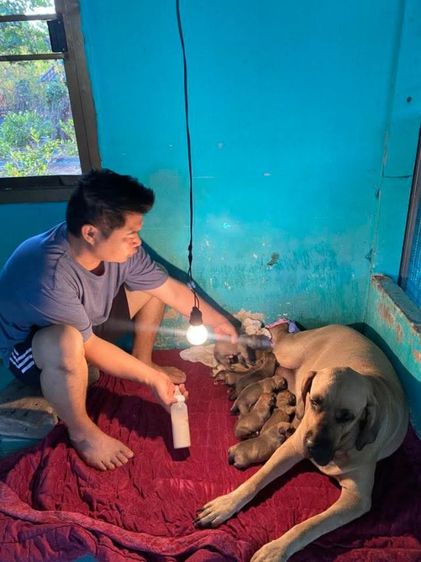 ฟิล่าบราซิลเรียโร่ รูปที่ 4