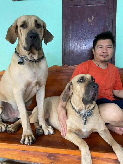 ฟิล่าบราซิลเรียโร่ รูปที่ 7