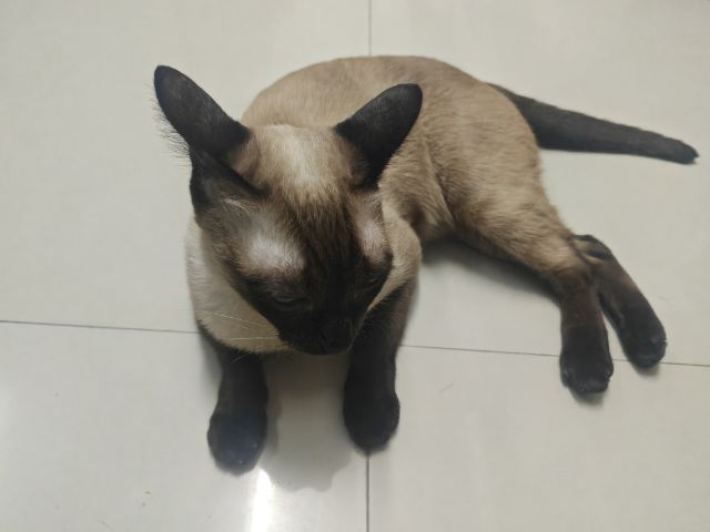 แมว รูปที่ 3