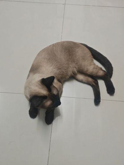 แมว รูปที่ 2