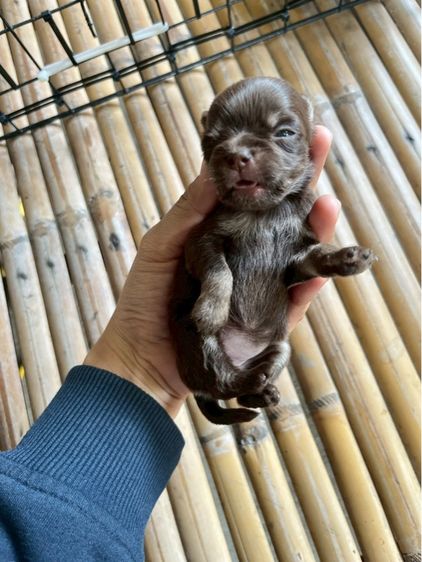 ชิวาวา (Chihuahua) เล็ก ชิวาวาเพศเมียสีช็อกโกแลตแทนขนยาว