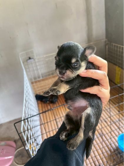 ชิวาวา เพศผู้ สีดำแทนขนยาว รูปที่ 4