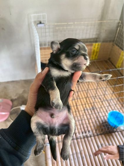 ชิวาวา เพศผู้ สีดำแทนขนยาว รูปที่ 5