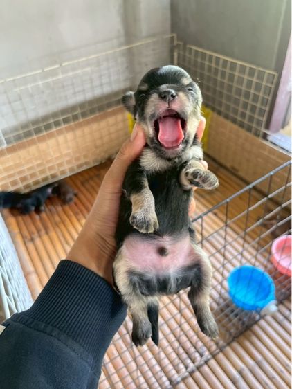 ชิวาวา (Chihuahua) เล็ก ชิวาวา เพศผู้ สีดำแทนขนยาว