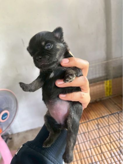 ชิวาวาเพศเมียสีดำล้วนขนยาว รูปที่ 3