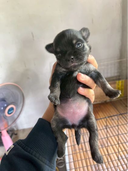 ชิวาวาเพศเมียสีดำล้วนขนยาว รูปที่ 5