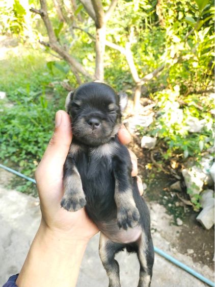 ชิวาวาเพศเมียสีดำแทนขนยาว