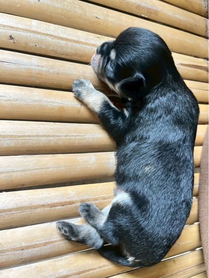 ชิวาวาเพศเมียสีดำแทนขนยาว รูปที่ 2