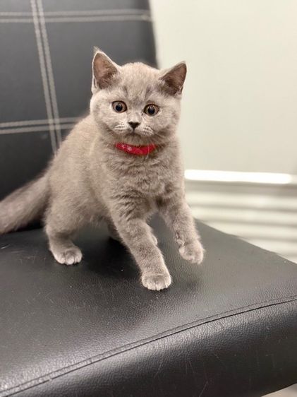 แมวบริติช ช็อตแฮร์