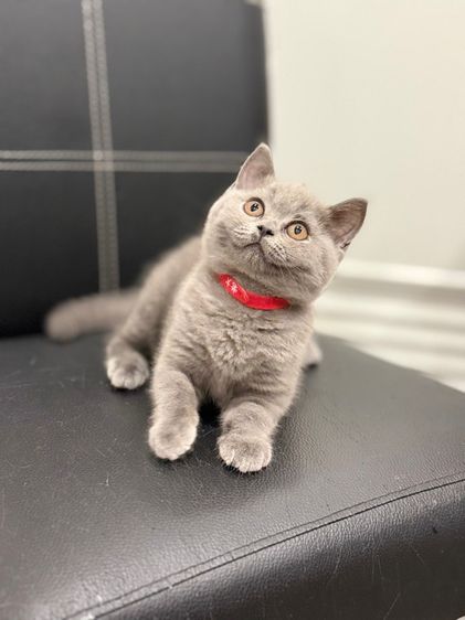 แมวบริติช ช็อตแฮร์ รูปที่ 6