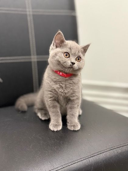 แมวบริติช ช็อตแฮร์ รูปที่ 5