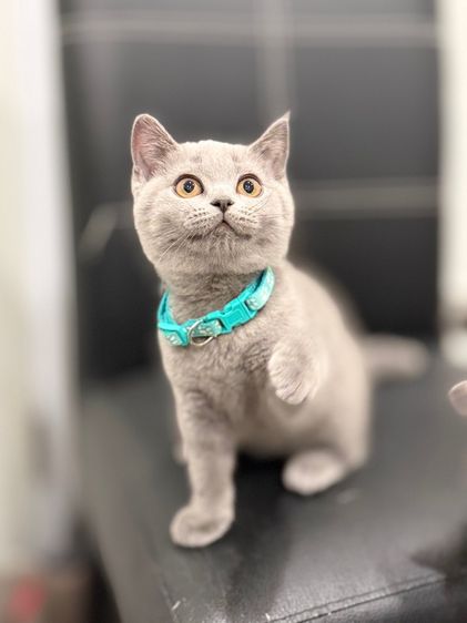 แมวบริติช ช็อตแฮร์ รูปที่ 4