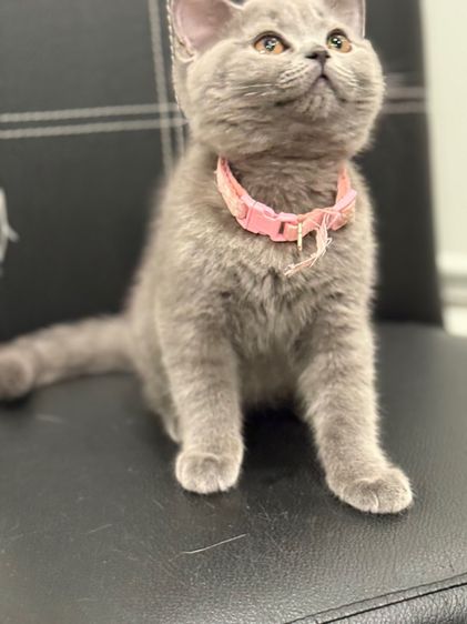 โดนจุ๊ฟละ ปิดการขาย แมวบริติช ช็อตแฮร์ รูปที่ 5