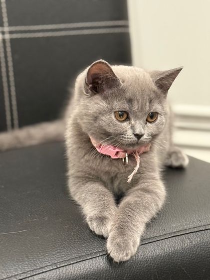 โดนจุ๊ฟละ ปิดการขาย แมวบริติช ช็อตแฮร์ รูปที่ 2