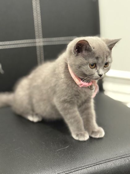 โดนจุ๊ฟละ ปิดการขาย แมวบริติช ช็อตแฮร์ รูปที่ 6