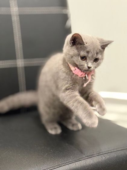 โดนจุ๊ฟละ ปิดการขาย แมวบริติช ช็อตแฮร์ รูปที่ 3