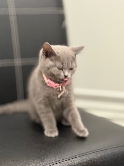 โดนจุ๊ฟละ ปิดการขาย แมวบริติช ช็อตแฮร์ รูปที่ 4