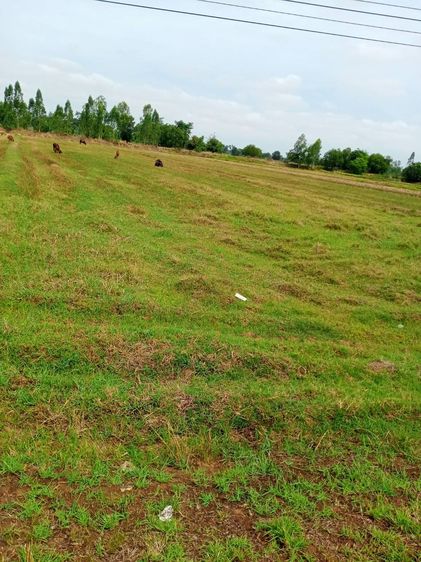 ที่นาติดกับ ทางหลวงแผ่นดินสายรัตนบุรี - ศรีขรภูมิ (ทางหลวงหมายเลข 2076) รูปที่ 3