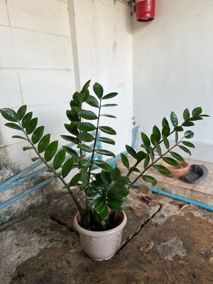 ต้นกวักมรกต รูปที่ 4