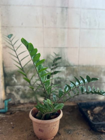 ต้นกวักมรกต รูปที่ 5