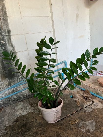 ต้นกวักมรกต รูปที่ 3