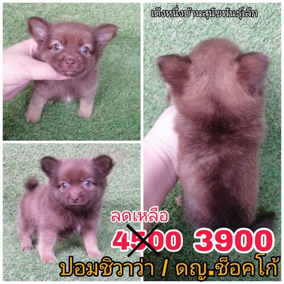 ชิสุห์ผสม พร้อมย้าย รูปที่ 15