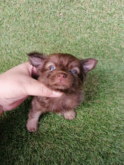 ชิสุห์ผสม พร้อมย้าย รูปที่ 10