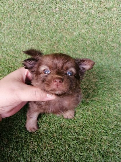 ปอมเมอเรเนียน (Pomeranian) เล็ก ชิสุห์ผสม พร้อมย้าย