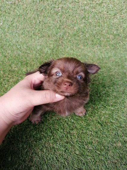 ชิสุห์ผสม พร้อมย้าย รูปที่ 9