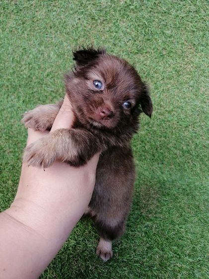 ชิสุห์ผสม พร้อมย้าย รูปที่ 7