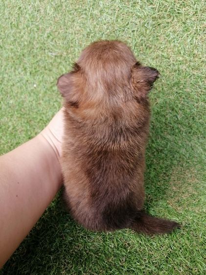 ชิสุห์ผสม พร้อมย้าย รูปที่ 6